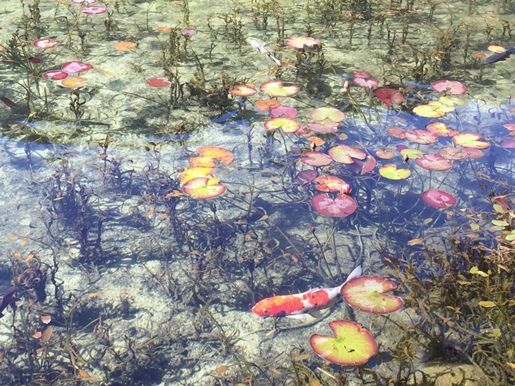 Miyako Hotel Gifu Nagaragawa מראה חיצוני תמונה Water lily